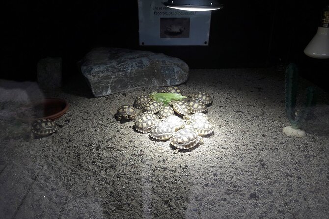 Corsica A Cupulatta Turtle Park Skip the Line Admission Ticket - A Cupulatta near Ajaccio: what you’re walking into