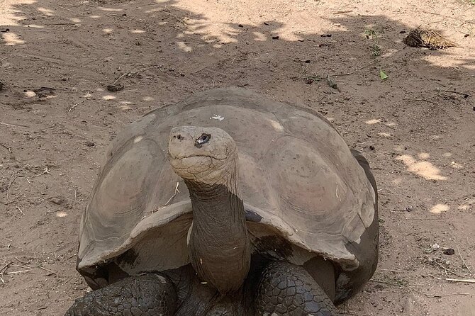 Corsica A Cupulatta Turtle Park Skip the Line Admission Ticket - Your 1 to 2 hour self-guided visit: a good half-day plan