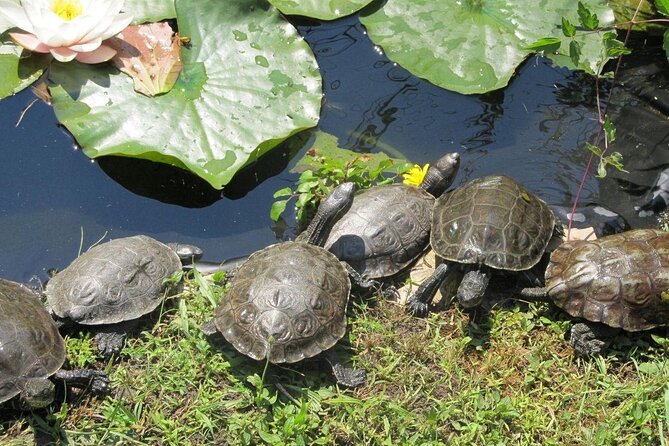 Corsica A Cupulatta Turtle Park Skip the Line Admission Ticket - What you’ll actually see: species variety and a nature-park feel