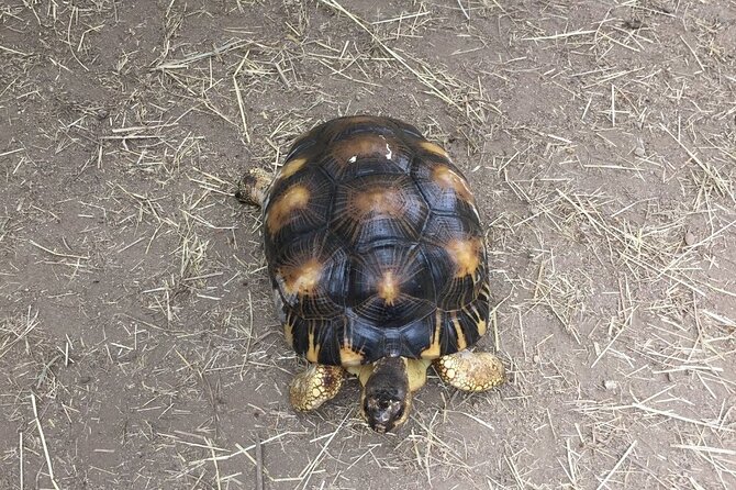 Corsica A Cupulatta Turtle Park Skip the Line Admission Ticket - Food, drinks, and the 100 percent turtle souvenir shop