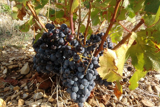 Cotes de Provence Wine Tour from Aix-en-Provence - Stop 2: Domaine Terre de Mistral Wine Tasting, Expect Provençal Variety