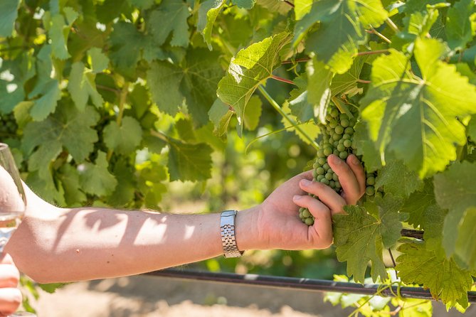 Cotes de Provence Wine Tour from Aix-en-Provence - The Sainte-Victoire and Cézanne Connection You Might Spot on the Way