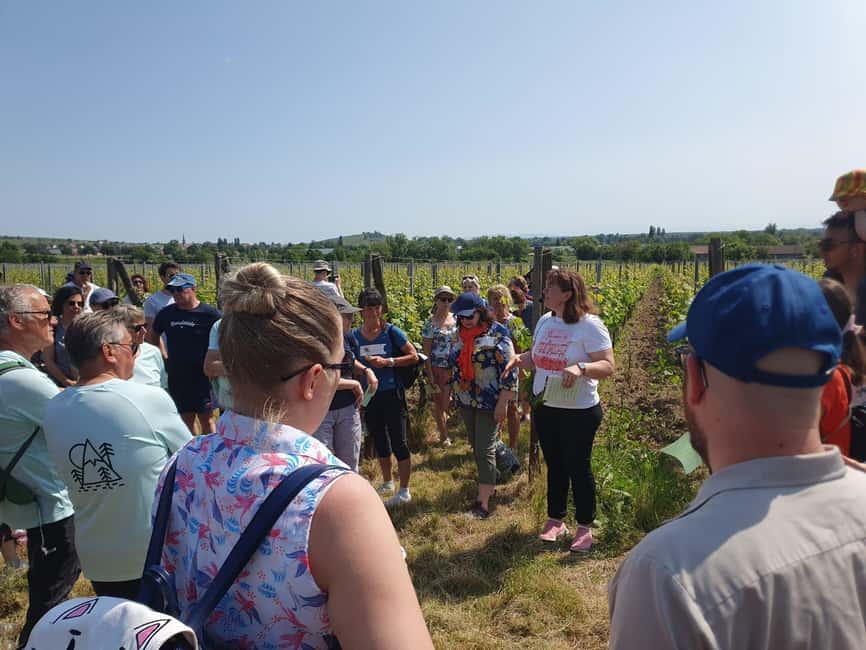 Dare to Alsace Wine with a Feminine Touch - Domaine Gueth in Alsace: small estate, big teacher