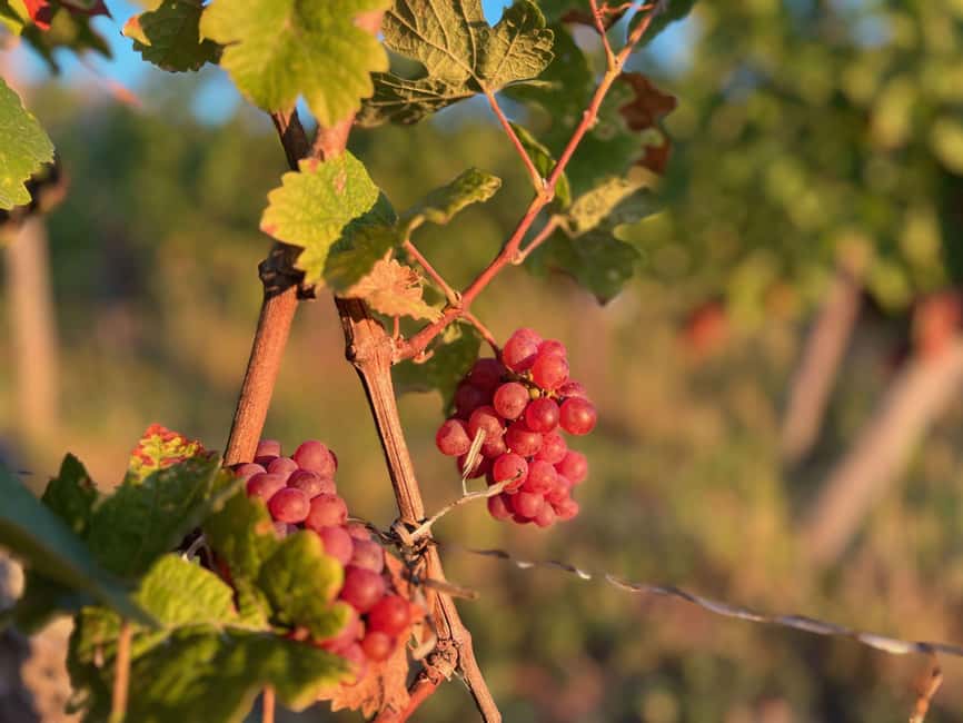Dare to Alsace Wine with a Feminine Touch - Nibbles and comfort: pretzel, kougelhopf, and crackers