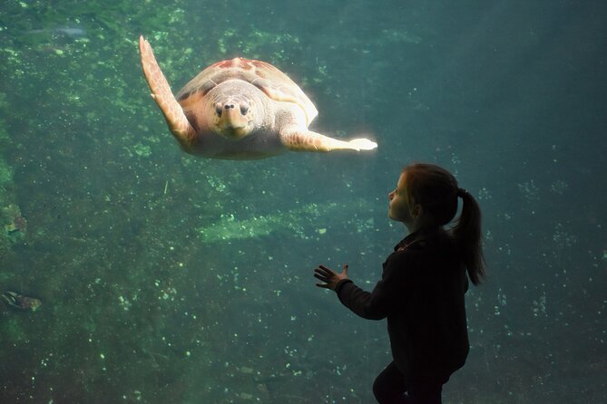 Entrance Ticket Nausicaa, the biggest aquarium in Europe - Nausicaa in one look: why this aquarium feels huge