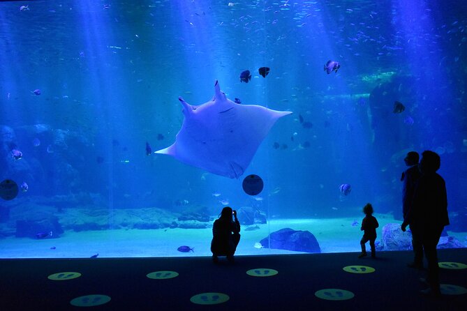 Entrance Ticket Nausicaa, the biggest aquarium in Europe - What the visit teaches you, beyond the animals