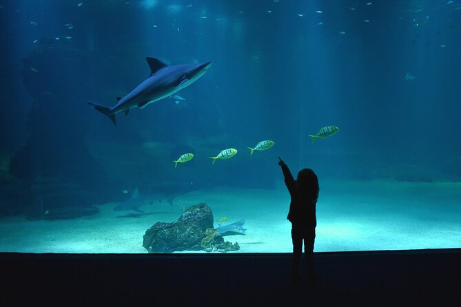 Entrance Ticket Nausicaa, the biggest aquarium in Europe - When to go: opening hours and seasonal closures