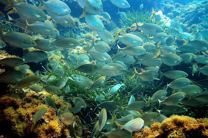 French Riviera Villefranche Bay Snorkeling Tour from Nice - Weather, Sea Conditions, and Rain