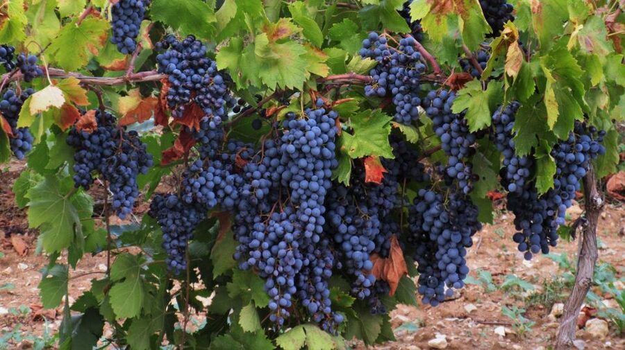 From Aix-en-Provence: Côtes de Provence Wine Tour - Winery #2: second stop, second chance to get it right