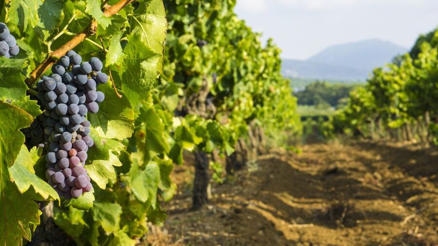 From Aix-en-Provence: Half-Day Wine Tour - The Half-Day Pace Works, If You Like Your Wine With a Plan