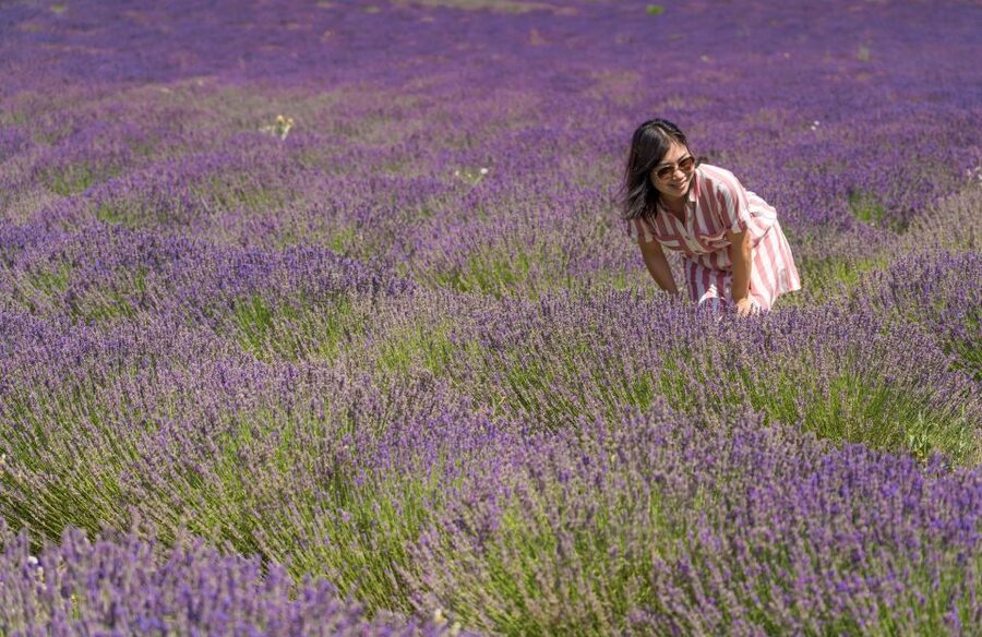 From Aix-en-Provence: Lavender Half Day Tour - Key Things That Make This Tour Work
