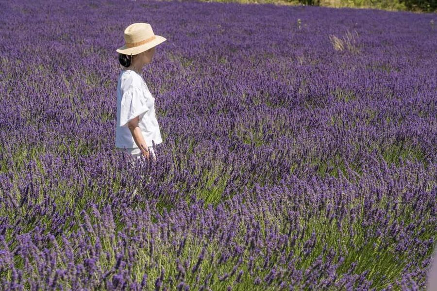 From Aix-en-Provence: Lavender Half Day Tour - Should You Book This Lavender Half-Day from Aix?