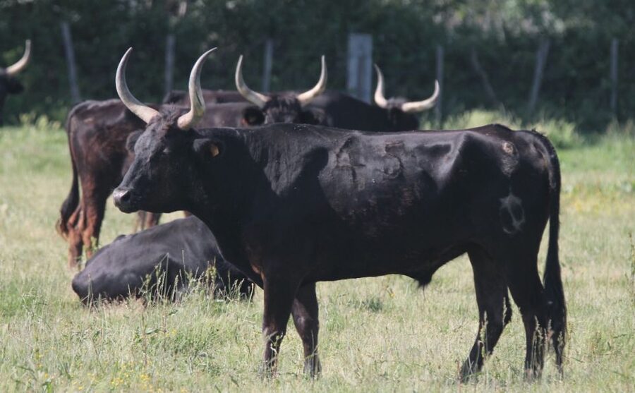 From Arles: Half-Day 4x4 Camargue Safari - Key takeaways before you go