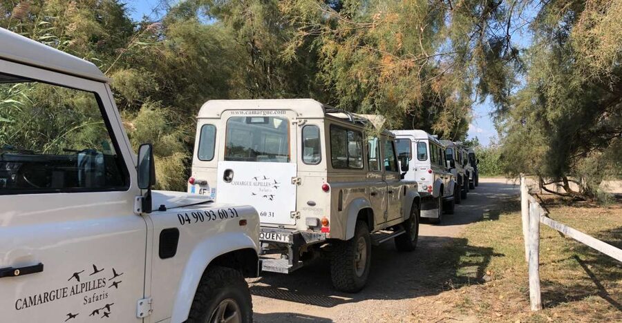 From Arles: Half-Day 4x4 Camargue Safari - The wildlife you actually came for: horses, bulls, and flamingos