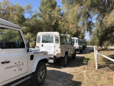 Half-Day 4×4 Camargue Safari