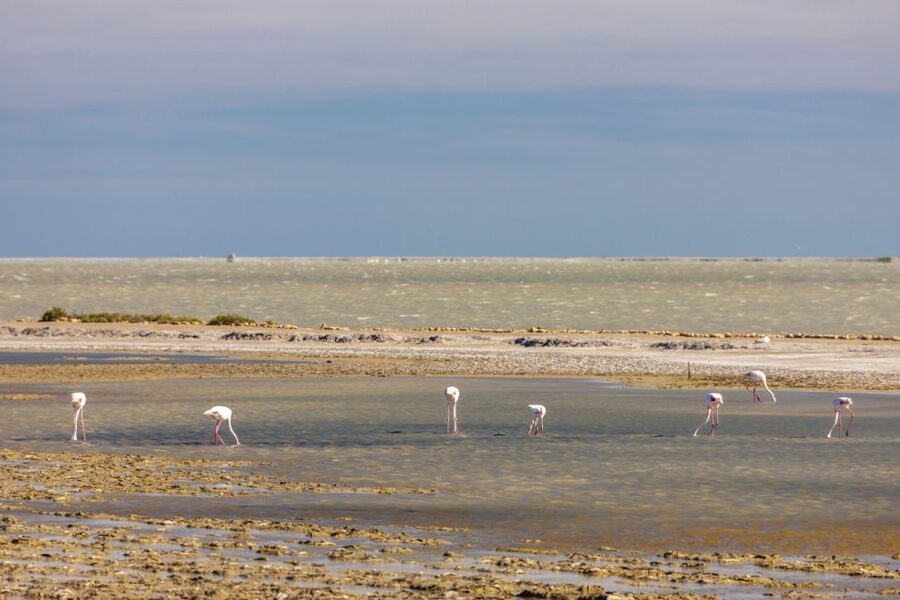 From Arles: Half-Day 4x4 Camargue Safari - Price and value: is $69 for 4 hours a smart buy?