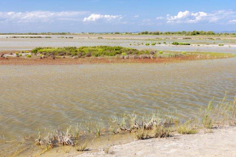 From Arles: Half-Day 4x4 Camargue Safari - Who should book, and who should think twice