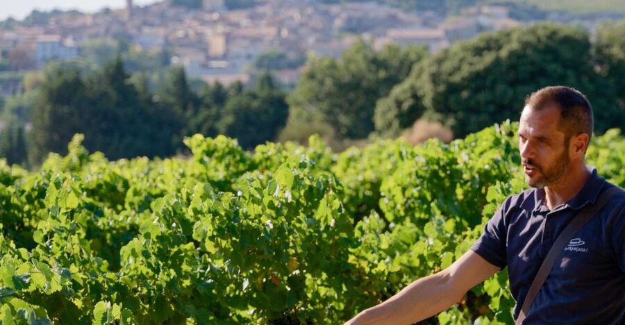 From Avignon: Châteauneuf du Pape Half-Day Wine Tour - Châteauneuf-du-Pape in four hours, no car required