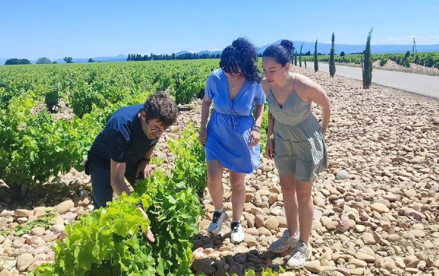 From Avignon: Châteauneuf du Pape Half-Day Wine Tour - Should you book this Châteauneuf-du-Pape half-day tour from Avignon?