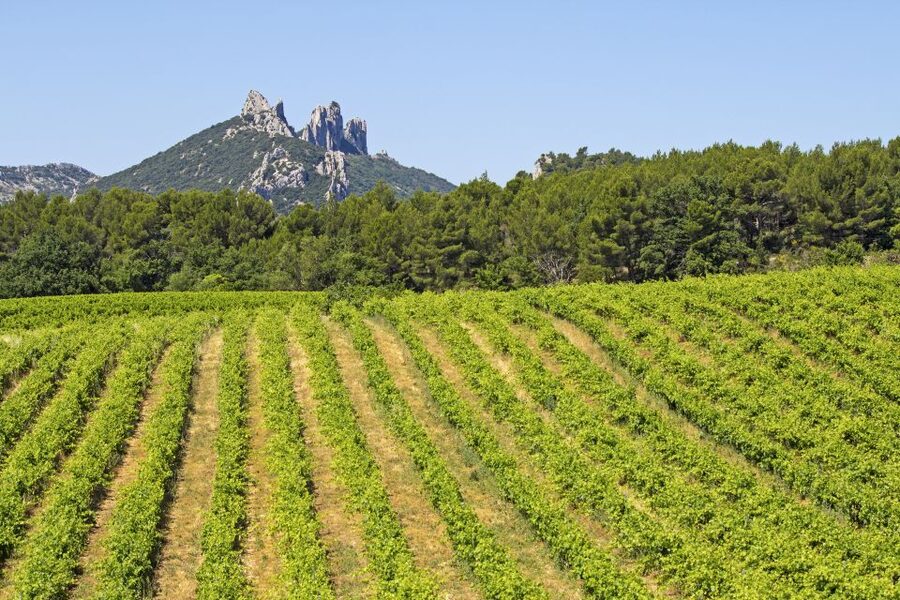 From Avignon: Half-Day Great Vineyards Tour - Key things you will notice right away