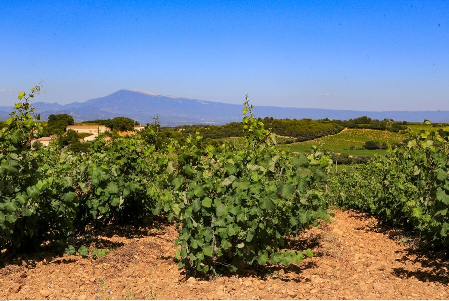 From Avignon: Half-Day Great Vineyards Tour - From Avignon to Dentelles de Montmirail, how the 5 hours actually feel