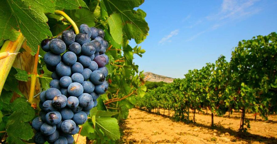 From Avignon: Half-Day Great Vineyards Tour - What you learn during the tastings, beyond the usual sip