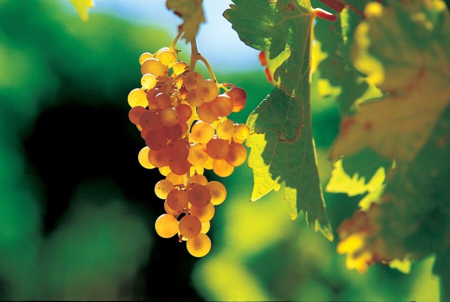 From Avignon: Half-Day Great Vineyards Tour - Wine production chain stops and cellar time