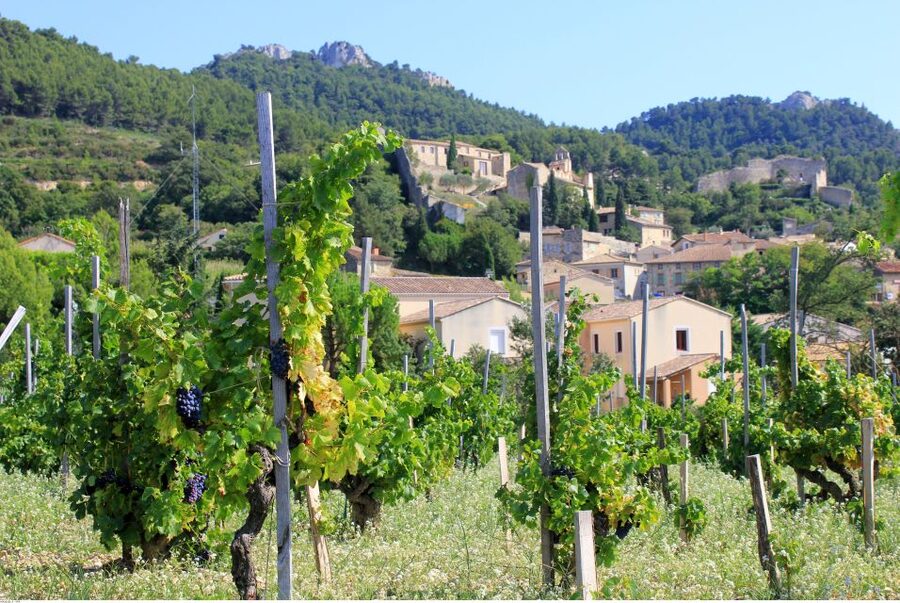 From Avignon: Half-Day Great Vineyards Tour - Small group logistics: comfortable, but plan for a tight ride