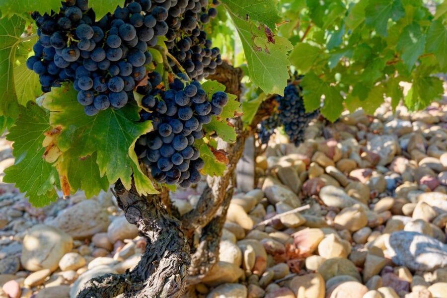 From Avignon: Luberon and Chateauneuf-du-Pape Full-Day Tour - Two winery tastings in Châteauneuf-du-Pape: what’s actually included