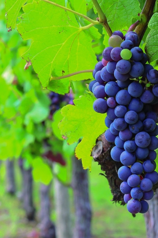 From Bordeaux: Full-Day Medoc Wine Tour - Why the Medoc makes sense as a day trip