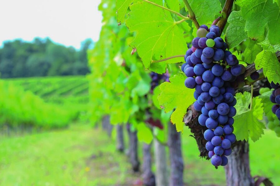 From Bordeaux: Full-Day Medoc Wine Tour - The small-group format that actually helps you taste