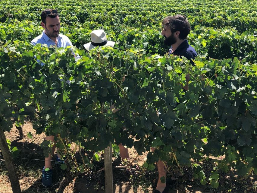From Bordeaux: Half-Day Saint-Emilion Wine Tour - Key points that make this tour worth your time
