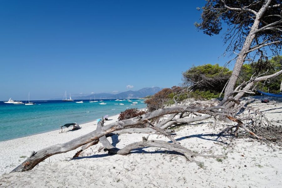 From Calvi: Agriate Guided Jeep Tour to Lotu and Saleccia - Calvi pickup, small group feel, and how the day runs