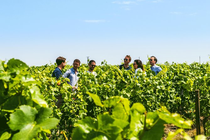 From Epernay: Champagne Small-Group tour with tastings & Lunch - The tasting experience: how to enjoy five wines without going numb