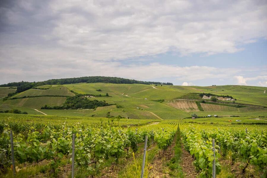 From Epernay : Champagne tasting with a vintage car - Stop by stop: what happens in those 2 hours