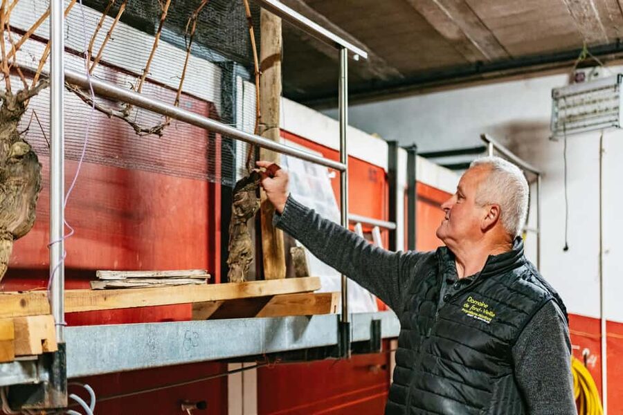 From Lyon: Golden Stones Beaujolais Wine Tasting Tour - Terroir 101 in a Vaulted Cellar