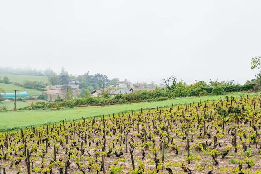 From Lyon: Golden Stones Beaujolais Wine Tasting Tour - Oingt Medieval Stroll Among Golden Architecture