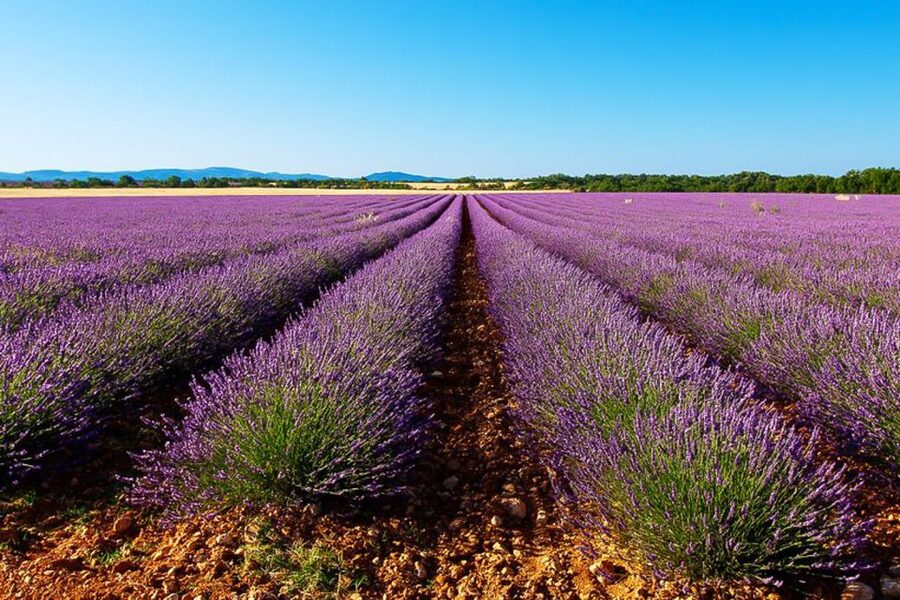 From Marseille: Valensole Lavender Full-Day tour - Meeting point in Marseille and how the day is paced
