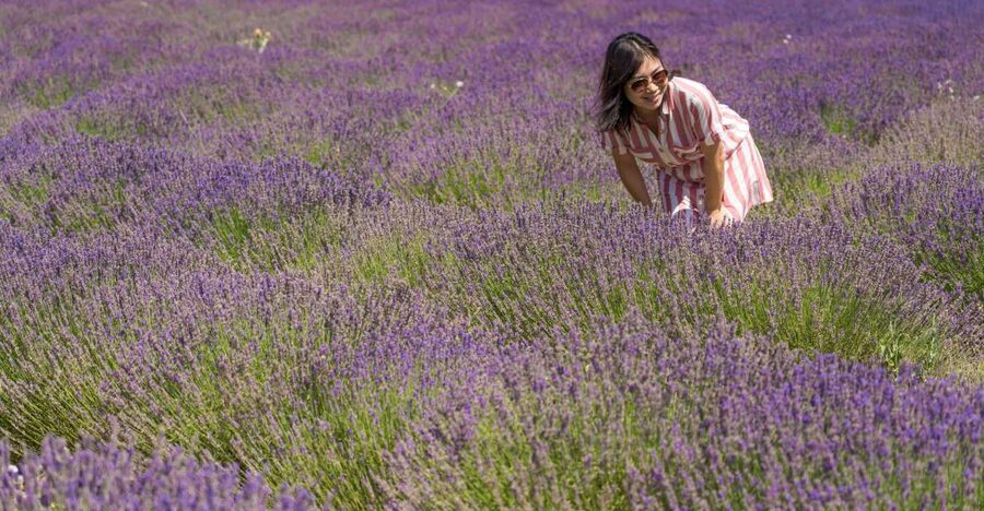 From Marseille: Valensole Lavender Full-Day tour - The lavandin stop: essential oils, honey, and what to buy