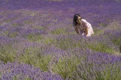 Valensole Lavender Full-Day tour