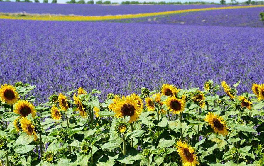 From Nice: Verdon Gorge Full-Day Tour - Lake of Sainte-Croix: Free Time With Swimsuits and Real Breaks