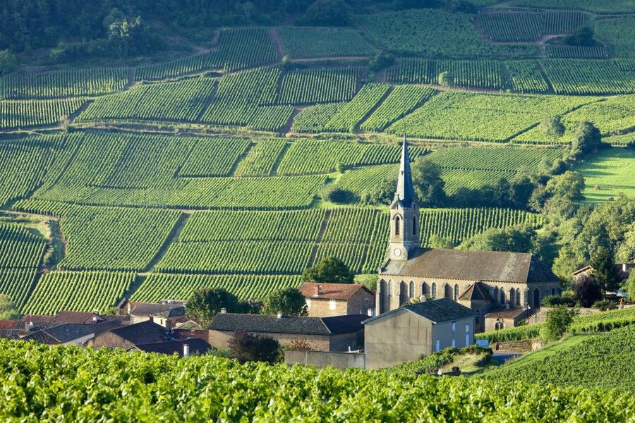 From Paris: Burgundy Region Winery Tour with Tastings - Stop 2: Domaine BERSAN and a generational family operation