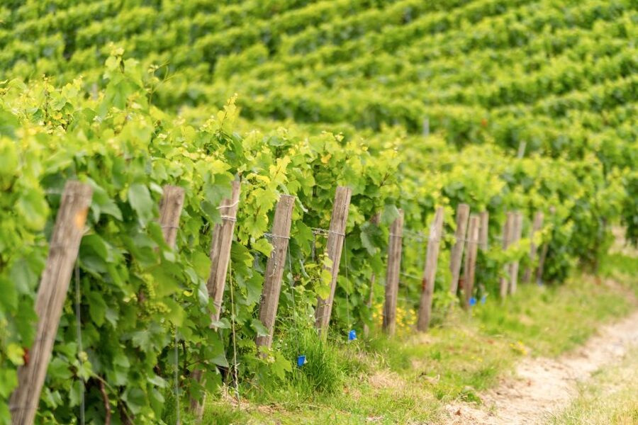 From Paris: Day Trip to Champagne with 8 Tastings & Lunch - Second producer visit: why you should care about growers and co-ops