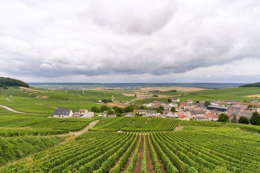 From Paris: Day Trip to Champagne with 8 Tastings & Lunch - Price and logistics that shape your value