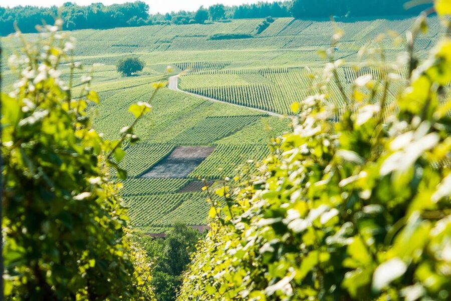 From Paris: Small-Group Champagne Day Trip with Six Tastings - Épernay lunch break, and what to do with your free hour