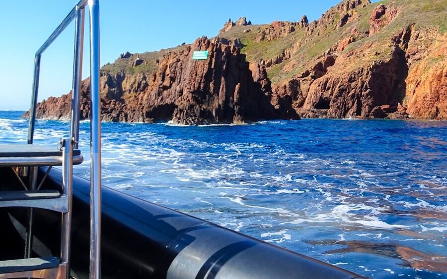 From Porto: Piana Creeks and Scandola Semi-Rigid Boat Tour - Wildlife You Can Hope For (Dolphins and More)