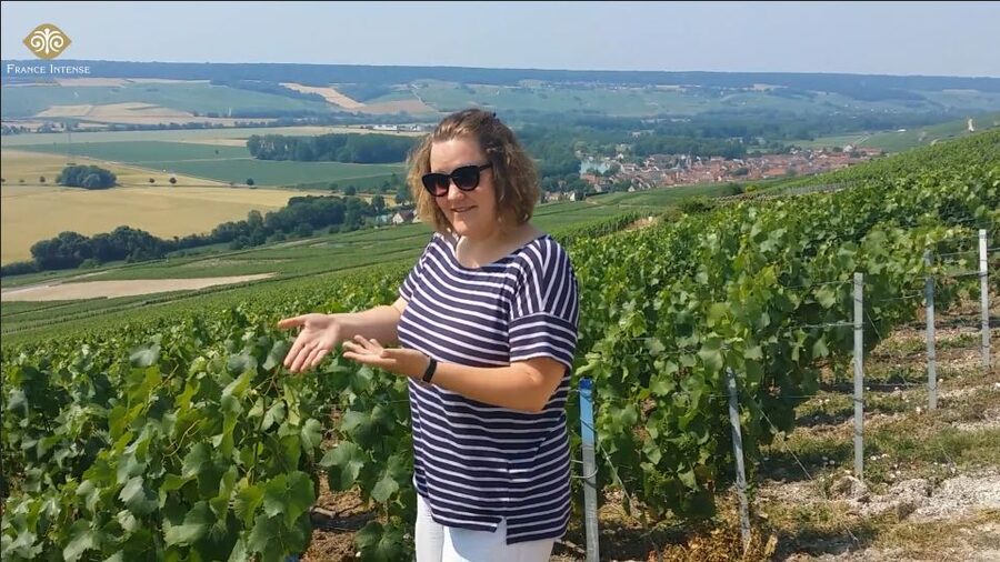 From Reims: Champagne Day Trip to 3 Family Domains & Lunch - Key things I found most useful