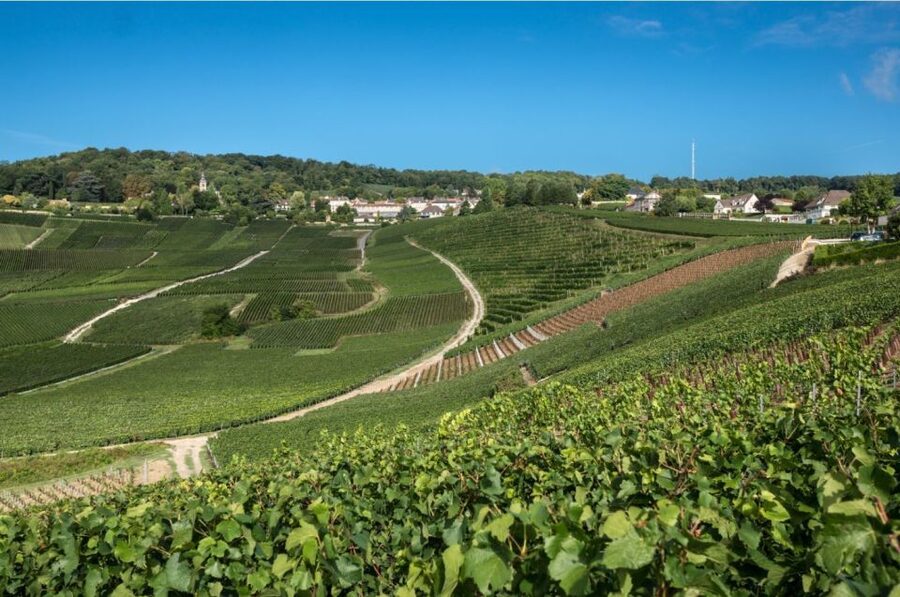 From Reims: Champagne Day Trip to 3 Family Domains & Lunch - Hautvillers and the Dom Pérignon Abbey Connection