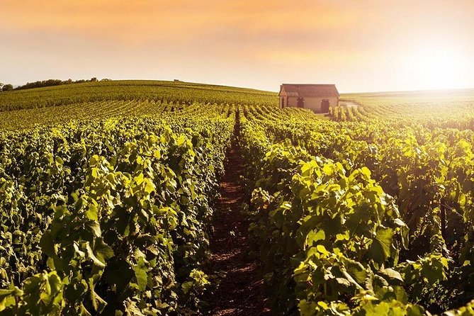 From Reims Champagne Day Trip Veuve Clicquot Local Domain & Lunch - Champagne tastings: what you should pay attention to