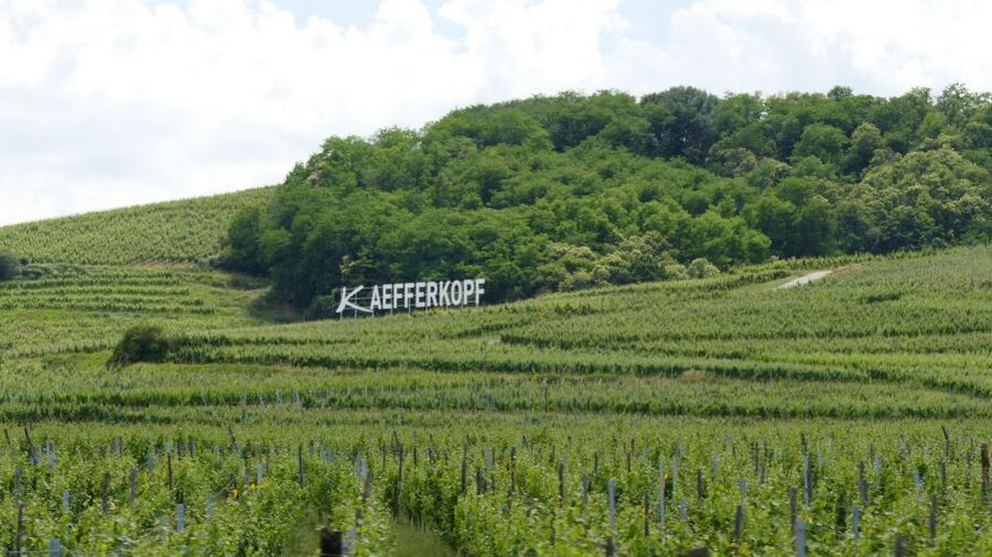 From Strasbourg: Best Of Alsace Historical Day Trip - The Scenic Bus Ride on the Alsace Wine Route